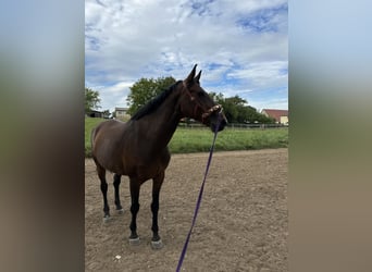 Holsteiner Mix, Stute, 9 Jahre, 175 cm, Brauner