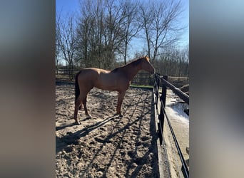 Holsteiner, Stute, 9 Jahre, 175 cm, Fuchs