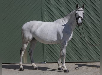 Holsteiner, Stute, 9 Jahre, 175 cm, Schimmel