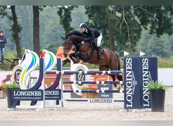 Holsteiner, Stute, 9 Jahre, 184 cm, Brauner