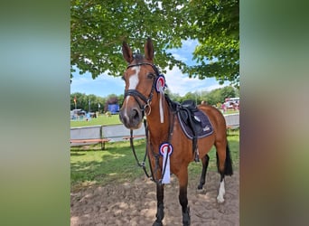 Holsteiner, Stute, 9 Jahre, Brauner