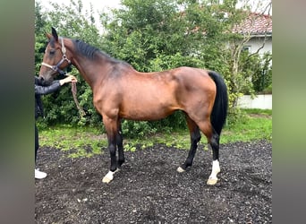 Holsteiner, Stute, 9 Jahre, Brauner