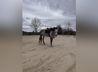 Holsteiner, Stute, 9 Jahre