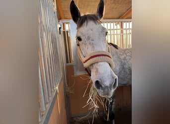Holsteiner, Stute, 9 Jahre