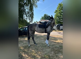 Holsteiner, Stute, 9 Jahre