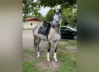 Holsteiner, Stute, 9 Jahre