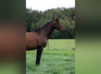 Holsteiner, Stute, 9 Jahre, Dunkelbrauner