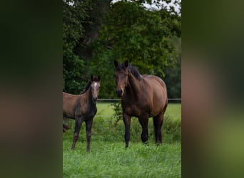 Holsteiner, Stute, 9 Jahre, Dunkelbrauner