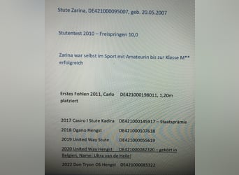 Holsteiner, Stute, Fohlen (04/2023), Brauner