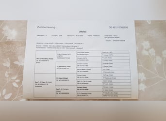 Holsteiner, Stute, Fohlen (05/2026), Dunkelbrauner