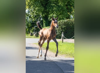 Holsteiner, Stute, Fohlen (06/2026), Kann Schimmel werden
