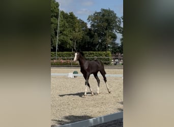 Holsteiner, Stute, Fohlen (03/2026), Kann Schimmel werden