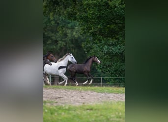Holsteiner, Stute, Fohlen (03/2026), Kann Schimmel werden