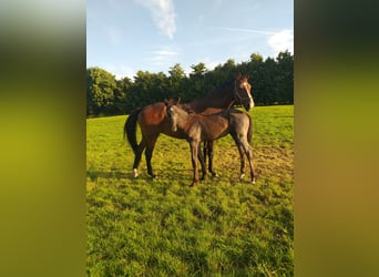 Holsteiner, Stute, Fohlen (04/2025), Rappe
