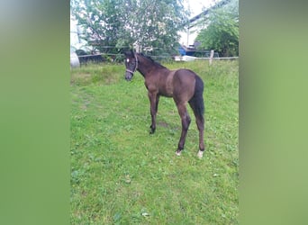 Holsteiner, Stute, , Rappe