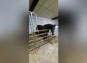 Holsteiner, Unbekannt, 11 Jahre, 169 cm