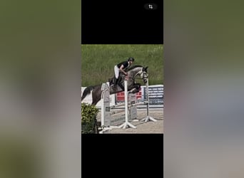 Holsteiner, Unbekannt, 7 Jahre, 170 cm, Schimmel