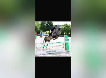 Holsteiner, Unbekannt, 7 Jahre, 170 cm, Schimmel