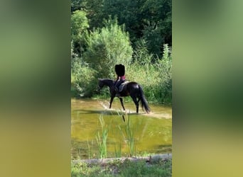Holsteiner, Valack, 15 år, 172 cm, Rökfärgad svart