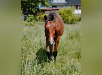 Holsteiner, Valack, 2 år, 154 cm, Brun