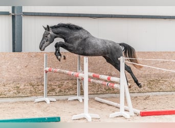 Holsteiner, Valack, 3 år, 167 cm, Grå