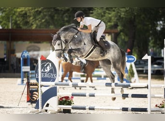 Holsteiner, Wallach, 4 Jahre, 168 cm, Schimmel