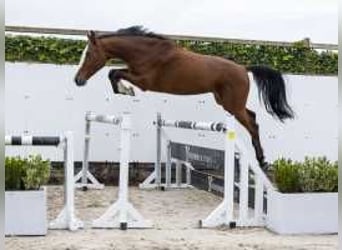 Holsteiner, Wallach, 4 Jahre, 168 cm, Schwarzbrauner