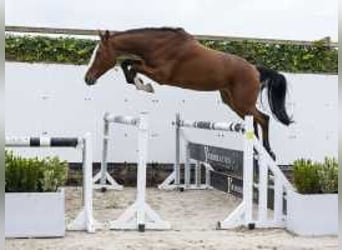 Holsteiner, Wallach, 4 Jahre, 168 cm, Schwarzbrauner