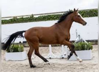 Holsteiner, Wallach, 4 Jahre, 168 cm, Schwarzbrauner