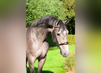 Holsteiner, Wallach, 4 Jahre, 171 cm, Schimmel