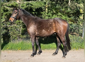 Holsteiner, Valack, 5 år, 167 cm, Mörkbrun