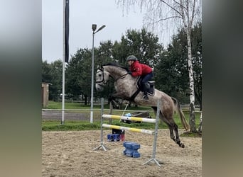 Holsteiner, Wallach, 5 Jahre, 172 cm, Schimmel