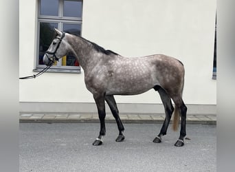 Holsteiner, Wallach, 5 Jahre, 172 cm, Schimmel