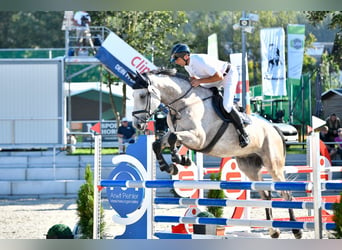 Holsteiner, Valack, 6 år, 172 cm, Grå