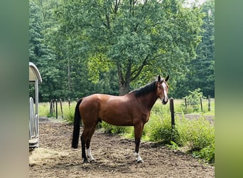 Holsteiner, Valack, 6 år, 174 cm, Brun