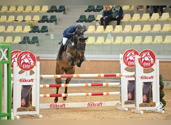 Holsteiner, Valack, 8 år, 168 cm, Mörkbrun