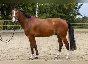 Holsteiner, Valack, 8 år, 175 cm, Brun