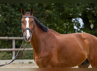 Holsteiner, Valack, 8 år, 175 cm, Brun