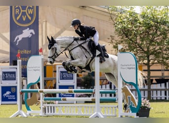 Holsteiner, Valack, 9 år, 163 cm, Grå-flugskimmel