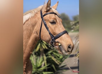 Holsteiner, Wallach, 10 Jahre, 160 cm, Palomino