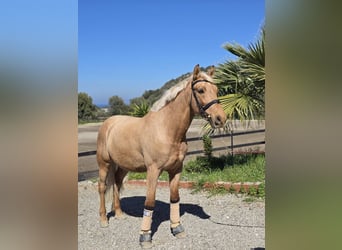 Holsteiner, Wallach, 10 Jahre, 160 cm, Palomino