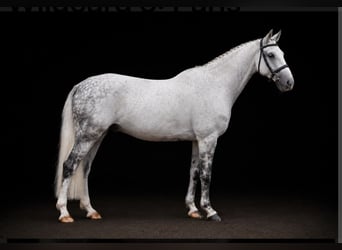 Holsteiner, Wallach, 10 Jahre, 163 cm, Schimmel
