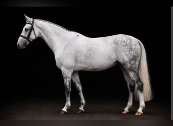 Holsteiner, Wallach, 10 Jahre, 163 cm, Schimmel