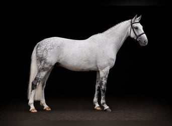 Holsteiner, Wallach, 10 Jahre, 164 cm, Schimmel