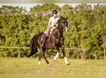 Holsteiner, Wallach, 10 Jahre, 165 cm, Rappe