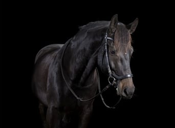 Holsteiner, Wallach, 10 Jahre, 165 cm, Schwarzbrauner