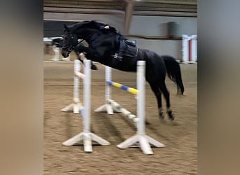 Holsteiner, Wallach, 10 Jahre, 165 cm, Schwarzbrauner