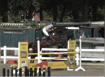 Holsteiner, Wallach, 10 Jahre, 166 cm, Dunkelbrauner