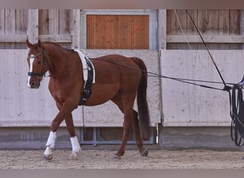 Holsteiner, Wallach, 10 Jahre, 166 cm, Fuchs