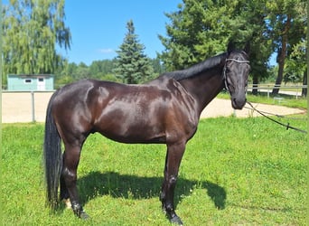 Holsteiner, Wallach, 10 Jahre, 168 cm, Rappe